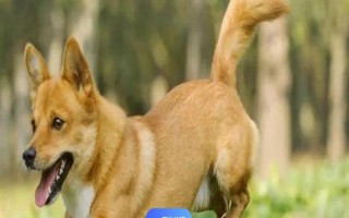 购买狗狗有哪些注意事项，要先查看是否打了疫苗