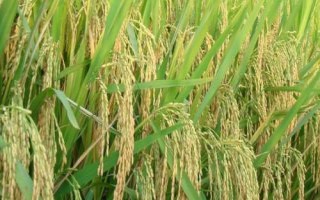 禾香优1号水稻品种的特性,每亩大田用种量1.5千克