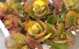 冬天长寿花怎样养才开花,需要为其提供充足的光照