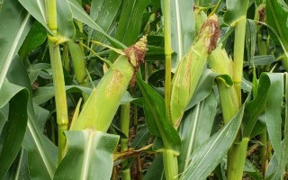 博士玉701玉米品种的特性，中抗茎腐病
