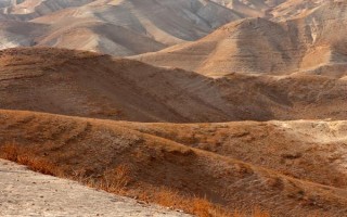 杨桃的种植技术，要挑选长势良好、无病虫害的树苗