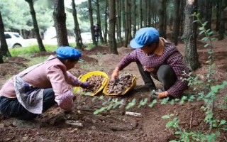 引种天麻要注意什么，当地的气候满足条件才能种植