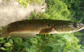 七星鱼的价格，人工养殖一斤需要30-40元