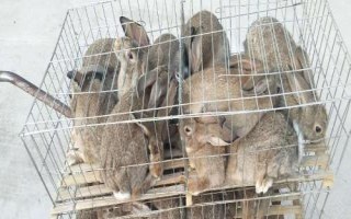 养殖野兔的前景，目前来看前景比较可观