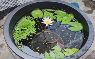 怎么种碗莲种子，播种前需将种子外壳磨破