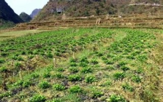 青黛的种植方法，播种前需浸种