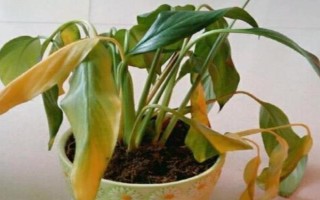 白掌的叶子发黄怎么处理，需保证充足的光照和停止施肥