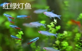 哪些小型鱼适合新手饲养，孔雀鱼和鹦鹉鱼均可选择