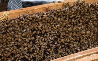 蜂王死了怎么办，及时为工蜂提供必须的营养和食物即可