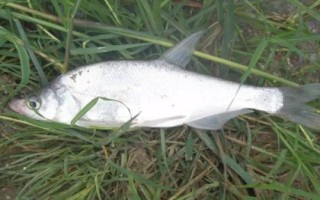 麦穗鱼最怕什么鱼，最怕鲈鱼、翘嘴、黑鱼等凶猛的捕食性鱼类