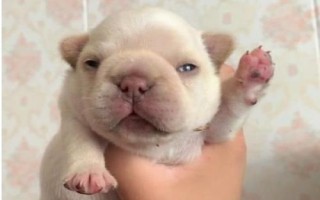 狗狗睁眼前的注意事项，注意不要用手去掰开狗狗的眼睛