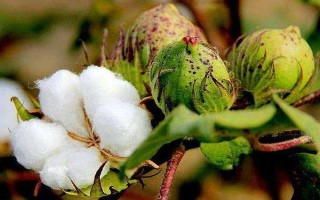农大棉13号棉花品种的特性，适宜播种期4月25日～30日