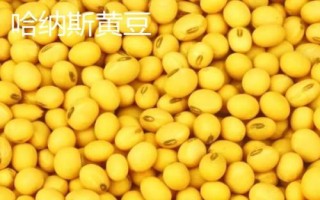 新疆阿克苏地区有哪些特色水果，常见的有库车小白杏、阿克苏苹果等