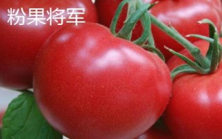 优质高产的番茄品种,包括粉果将军、大红明星等种类
