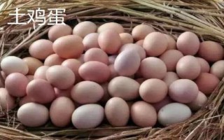 土鸡蛋和饲料鸡蛋怎么区分，营养价值基本一样