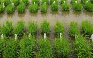 香两优6218水稻种子介绍,播种前宜用咪鲜胺浸种