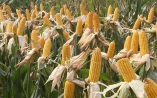 禾创818玉米种子简介,在区试3000株/亩密度下