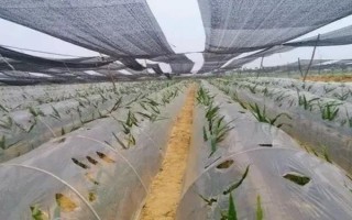 种植生姜要遮阴的原因,植株不耐高温和强光