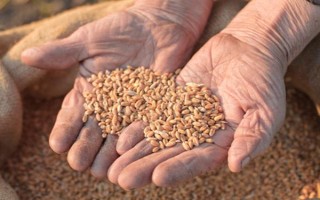 小麦越冬期间为什么会死苗，可能是气候差、品种不耐寒等原因造成