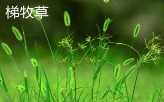 适合冬天种植的牧草,根据当地气候进行合理选择