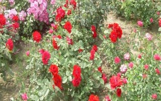 在哪里购买树状月季苗，苗木企业和花卉市场是适宜选择