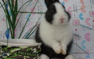 宠物兔养殖的注意事项，要保证居住环境的卫生