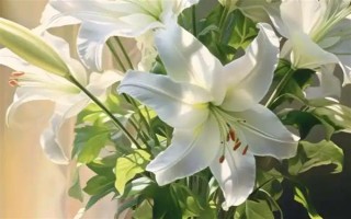 哪些花卉代表思念已故的亲人，常见菊花、康乃馨、白百合等品种