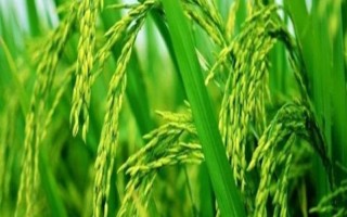 昌粳1号水稻种子简介,注意防治稻曲病和稻瘟病