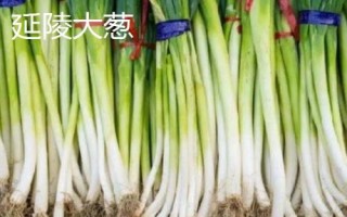 河南省修武县的特产,海蟾宫松花蛋是传统特产