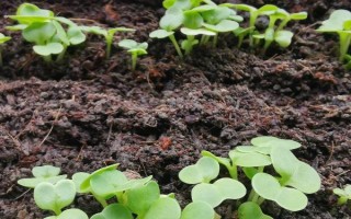 白菜的产地，现全国各地普遍都有栽培