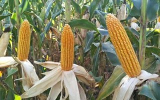 远科107玉米种子简介，4月下旬至5月上旬播种