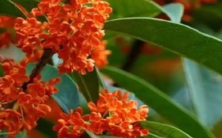 桂花有哪几种颜色，有金黄色、黄白色、橙红色和白色