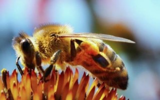 最厉害的10种蜂排行，杀人蜂排名第一