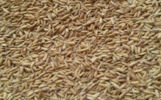 杂交水稻出现的意义，代表我国人民彻底摆脱了饥饿