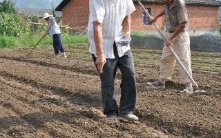 白菜的产地，现全国各地普遍都有栽培