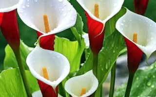 马蹄莲没根能否存活，会由于无法吸收养分和水分而死亡