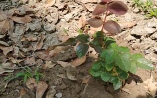 地栽月季不长如何处理，需要及时为其浇水施肥