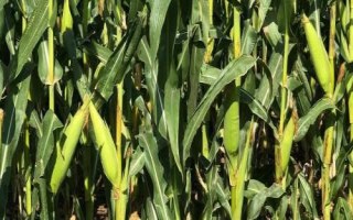 山玉19玉米品种的特性,生育期154天