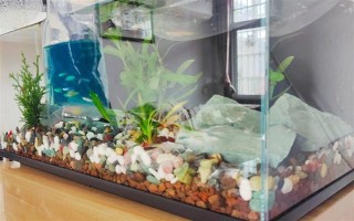 养鱼水怎么养,一般要过滤、充氧才会好