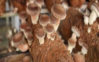 香菇的接种方法,可选择密接种法、深接种法等