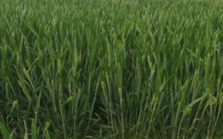 辽春20号小麦品种的特性，小麦发生蚜虫时要及时打药防治