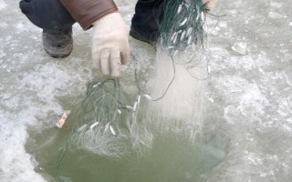 冬天下粘网能不能捕到鱼,可以捕获但难度较大