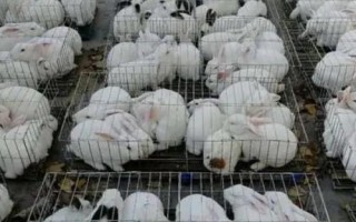 农村养殖什么项目好,这几个周期短、见效快、易饲养