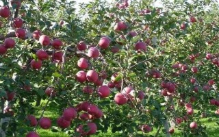 苹果树光长条不开花怎么办，将生长过长枝条进行短截处理