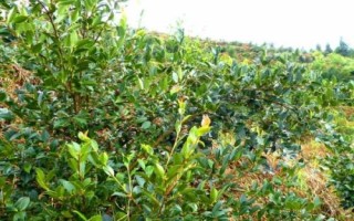 油茶树的价格和种植前景，衍生品可应用于多个领域