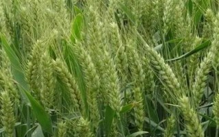 乐土轮选103小麦品种简介，该品种为冬性中熟品种