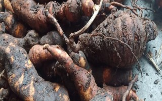 种植何首乌的前景怎么样,目前来看前景可观