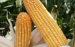冈甜1号玉米种简介,每亩种植密度3200株左右