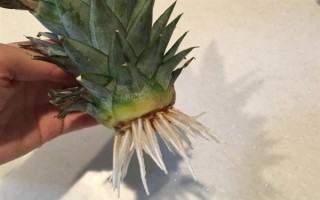 在家种菠萝的方法,切下顶冠晾干后再水培