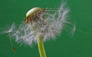 蒲公英的飞絮时间，一般为6-7月份
